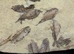 Fossil Fish (Gosiutichthys) Mortality Plate - Lake Gosiute #61570-2